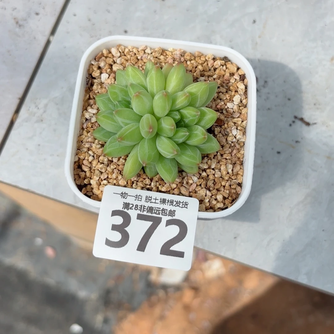 青花瓷无盆土发货