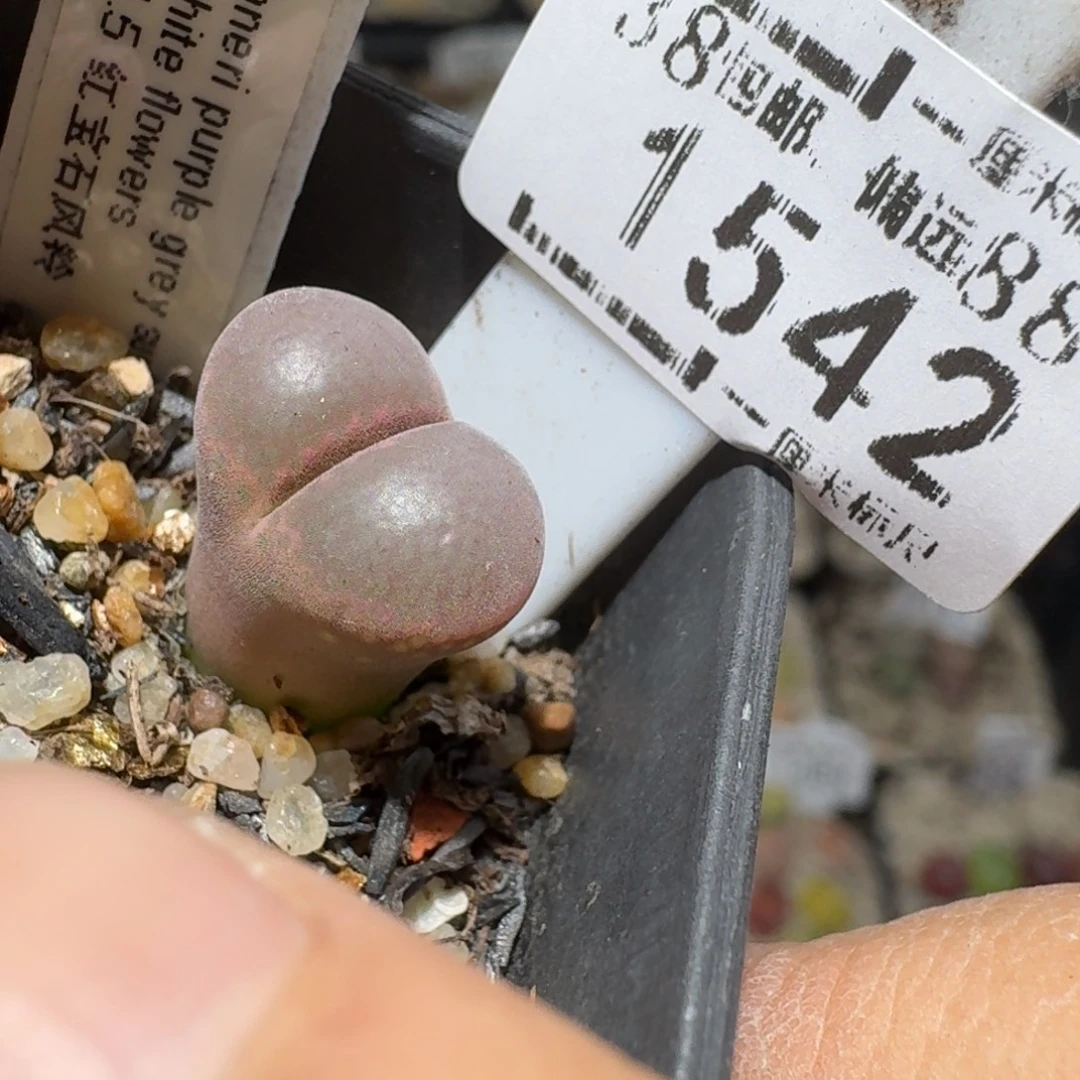 zzz新年福利福利1542