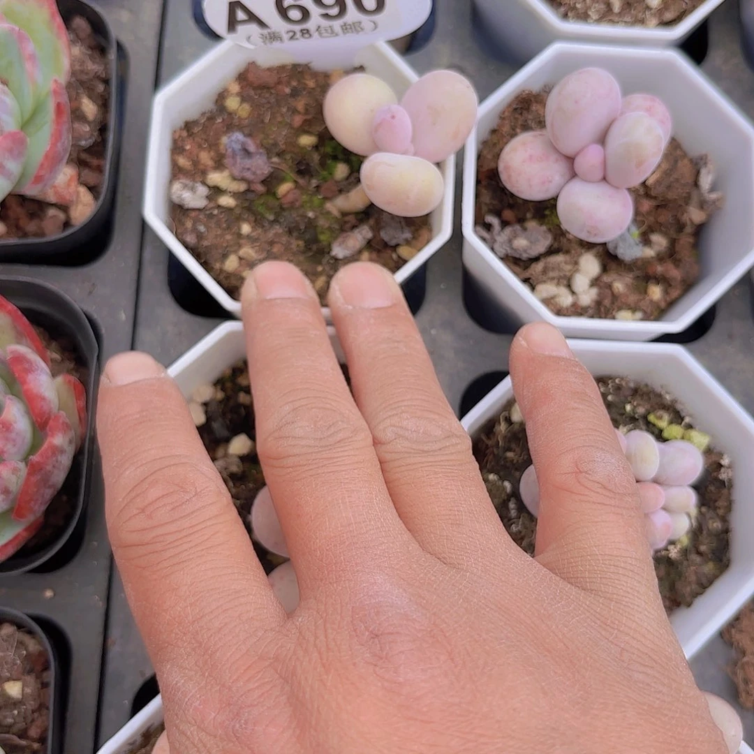 超**9A690奶酪一物一拍