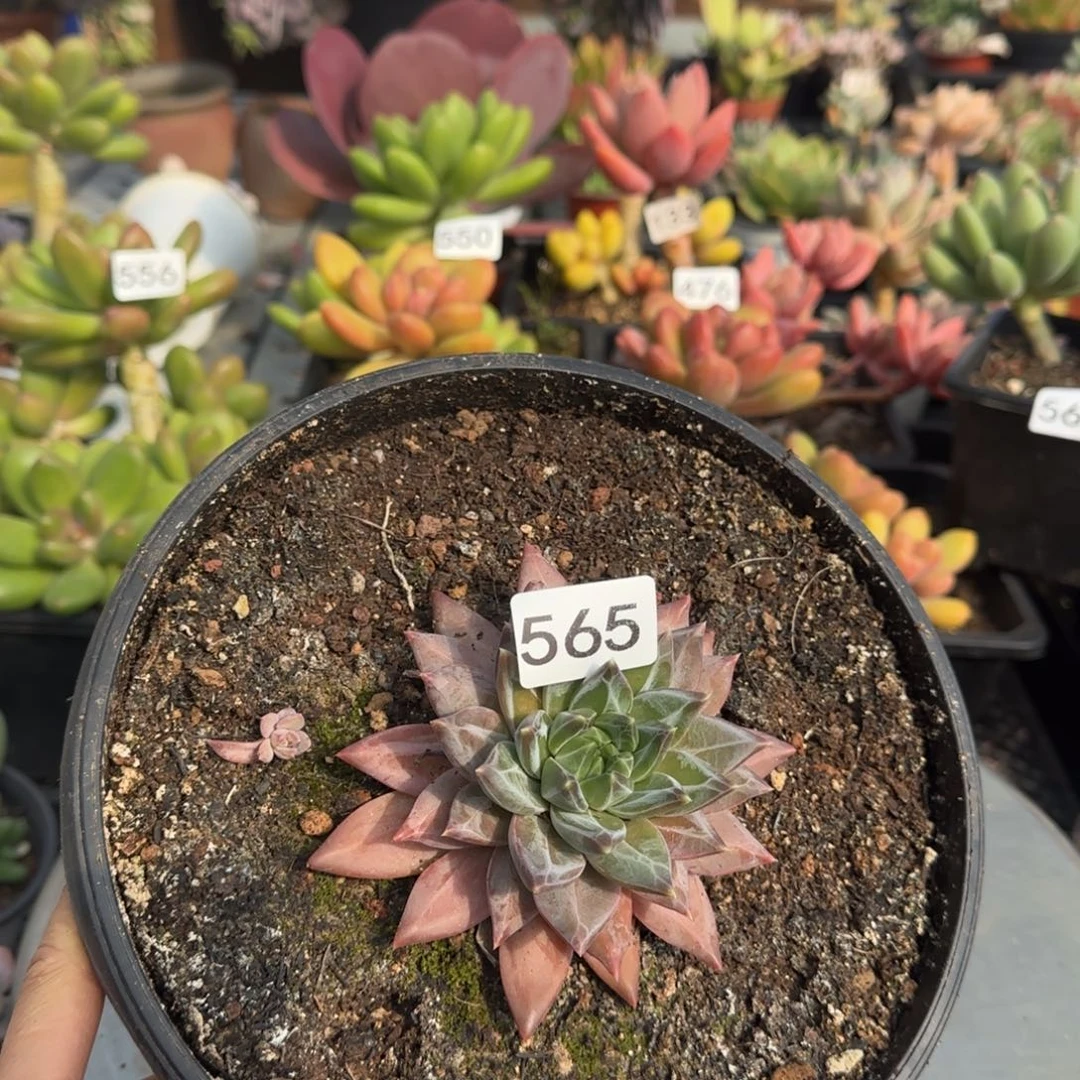 565号 一物一拍一物一拍