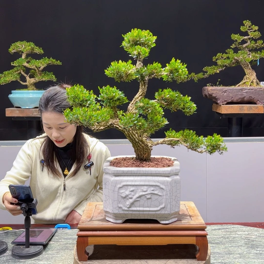 黄杨盆景老桩四季长青