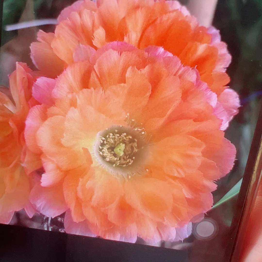 丽花 鲜橙多 侧芽 满20包邮
