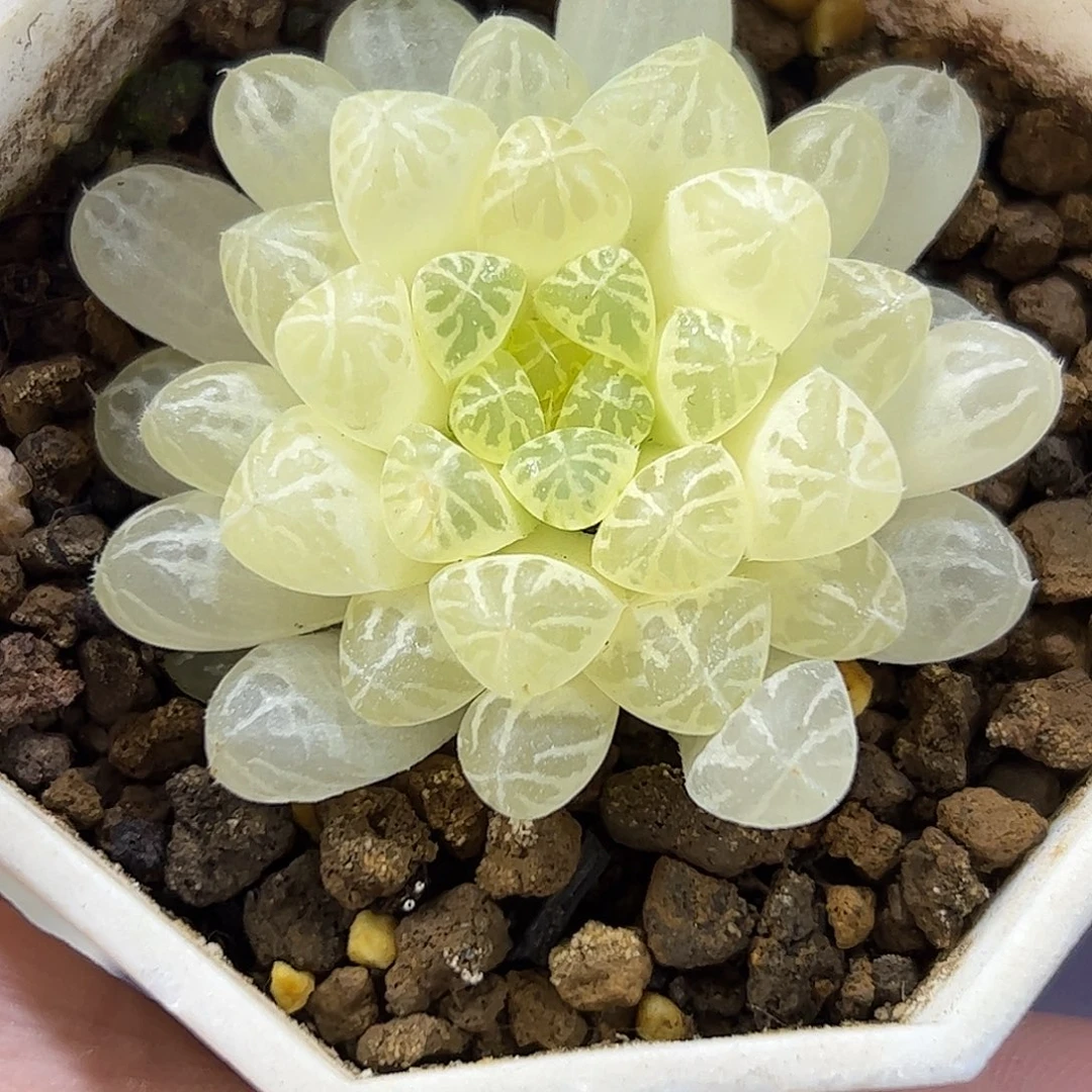 塑料皮锦新叶糊斑锦十二卷