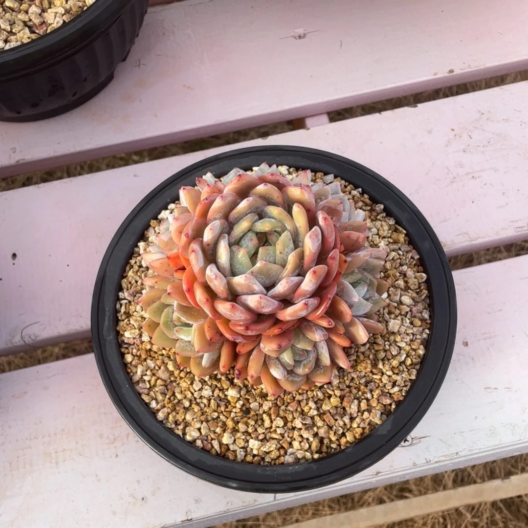 ᥫ***儿橙子一物一拍链接