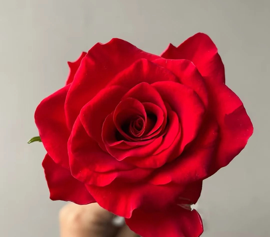 【龙洋花卉】 精选品质  红玫瑰15+5支防损鲜花任意2单包邮