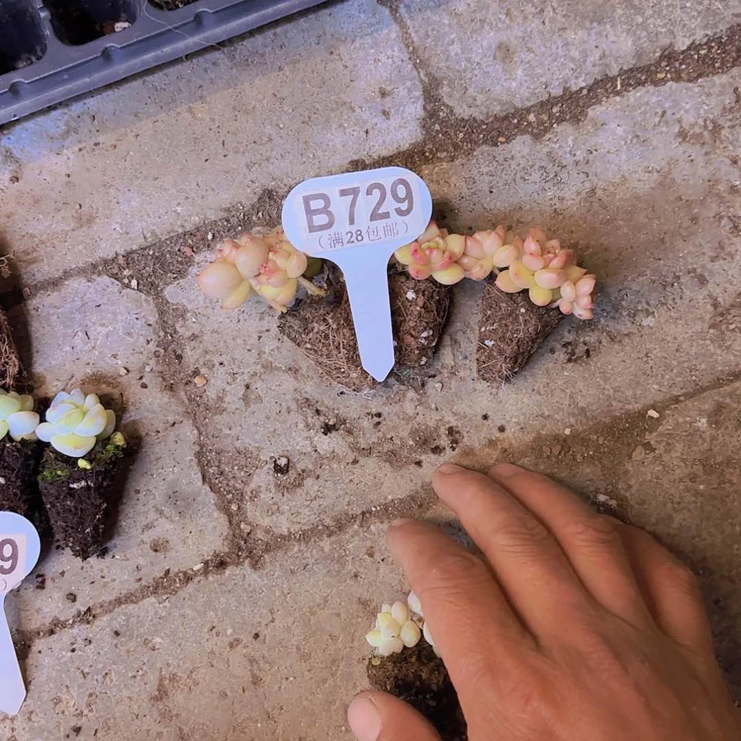 1****9B729苹果花三颗一物一拍