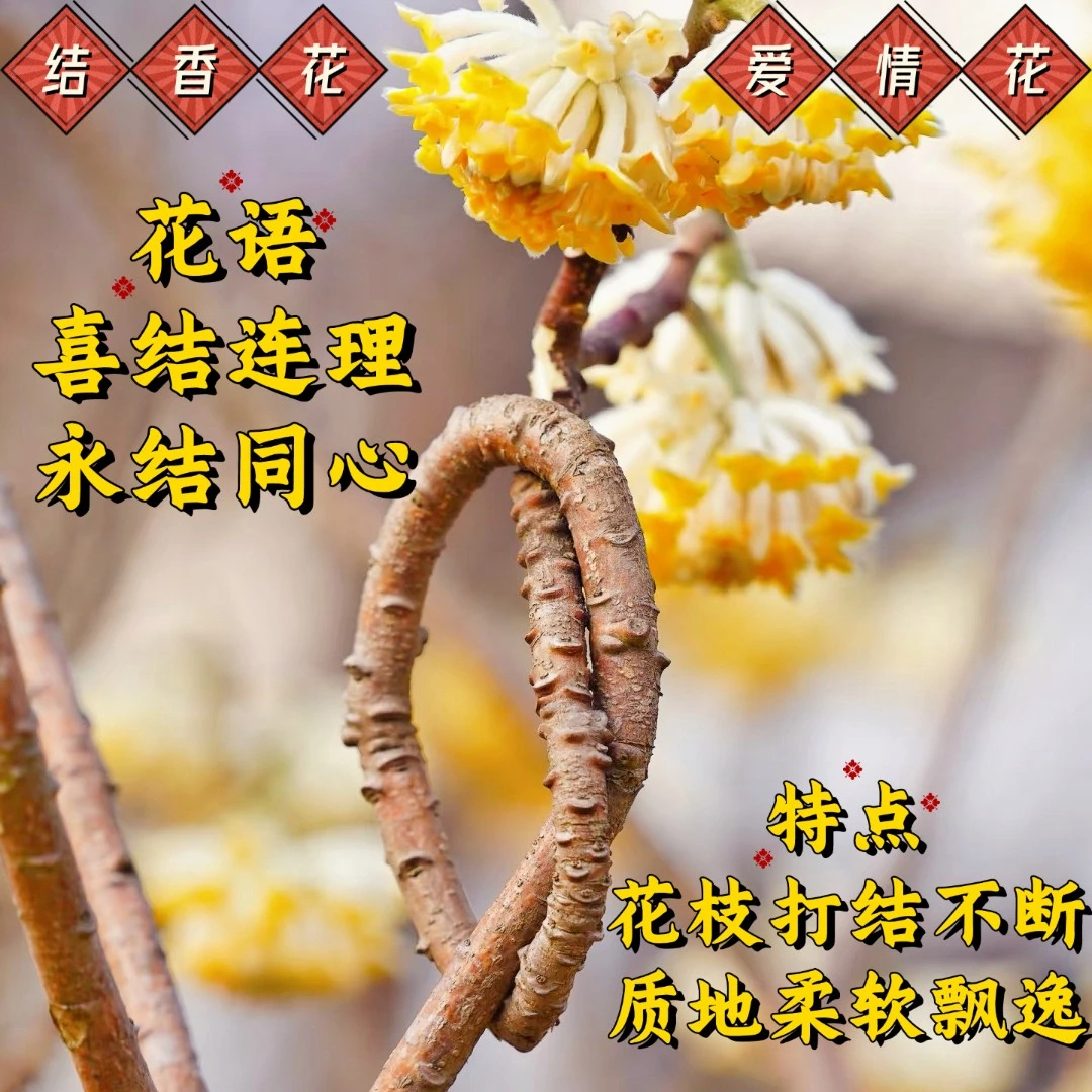【大规格丛生结香花】结香花爱情树情人节花阳台庭院办公室盆栽地栽