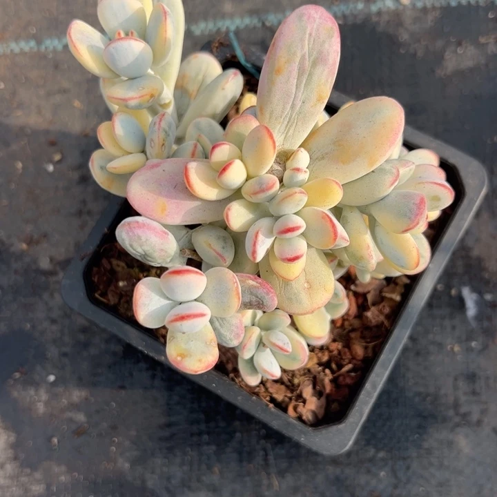 无花朵724号福娘锦有砍