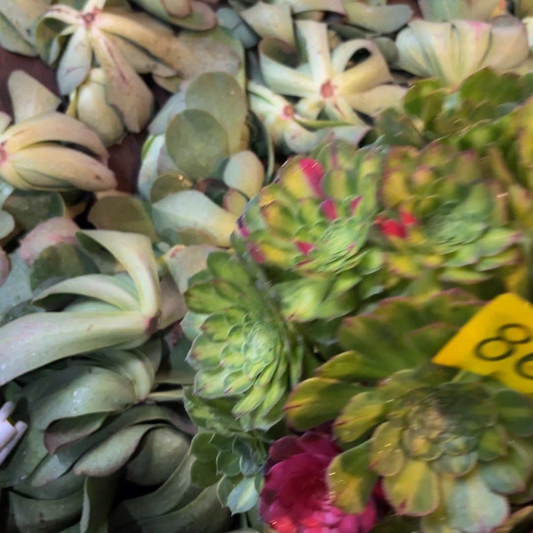 哈哈多肉植物知否866