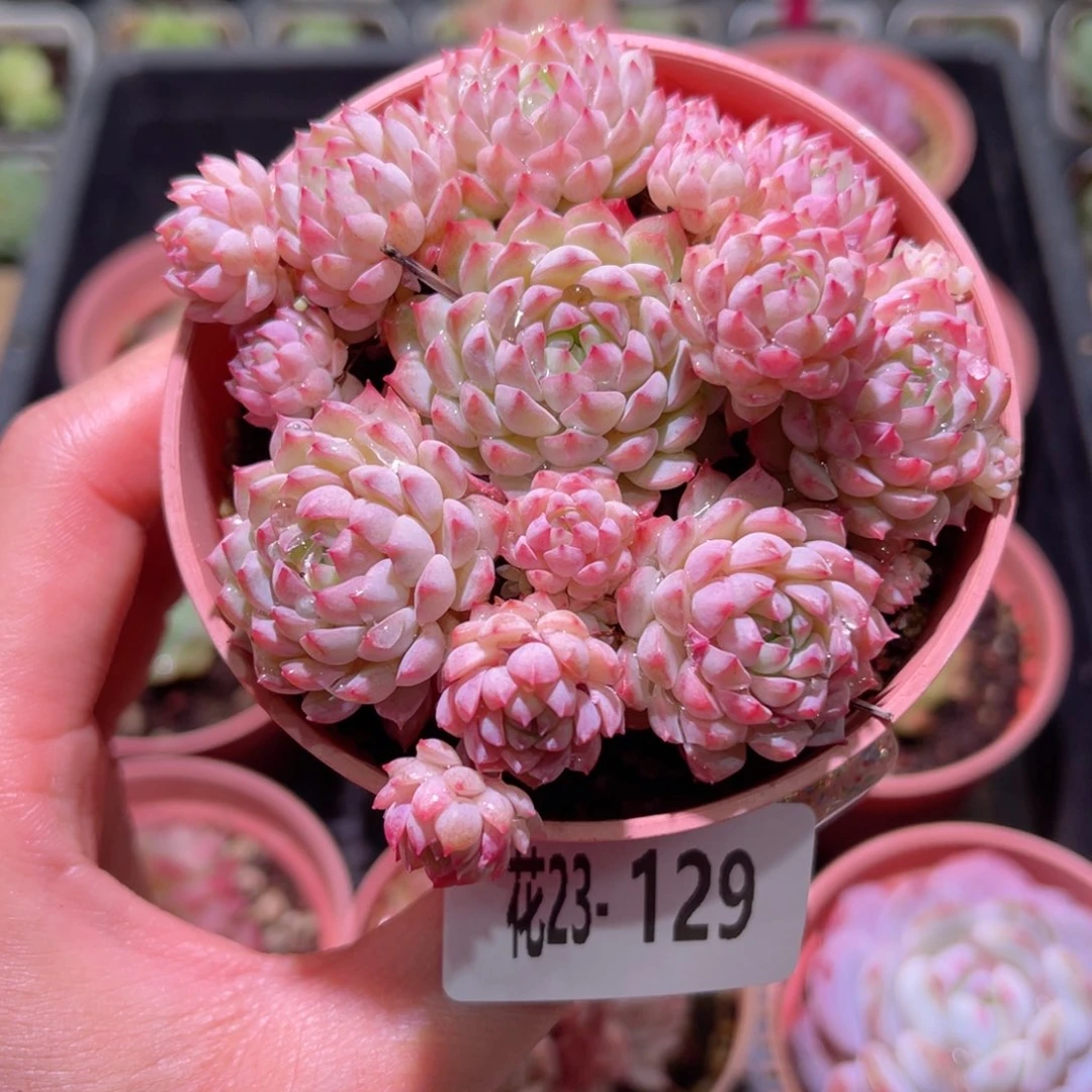 花利美23-129小粉莓