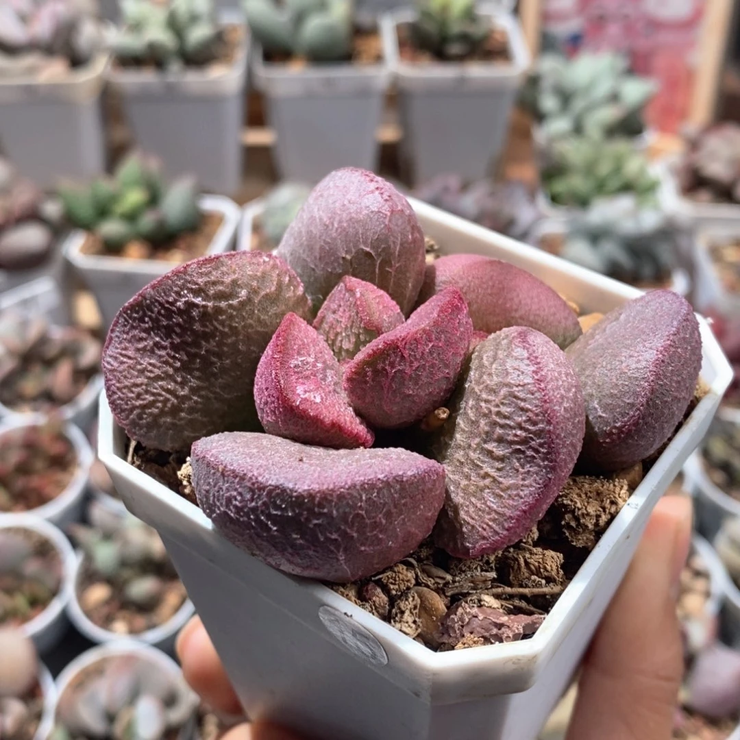 翘*龙实生水泡多肉植物