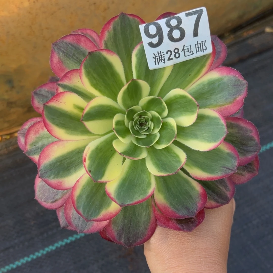 多肉植物987吞吐的