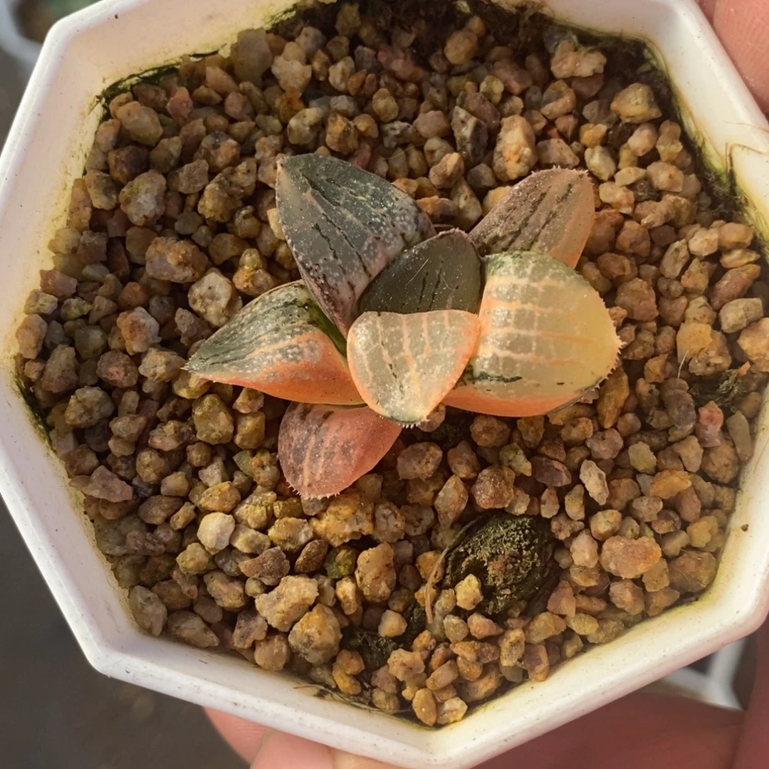 一颗实生磨面寿锦 开播福利