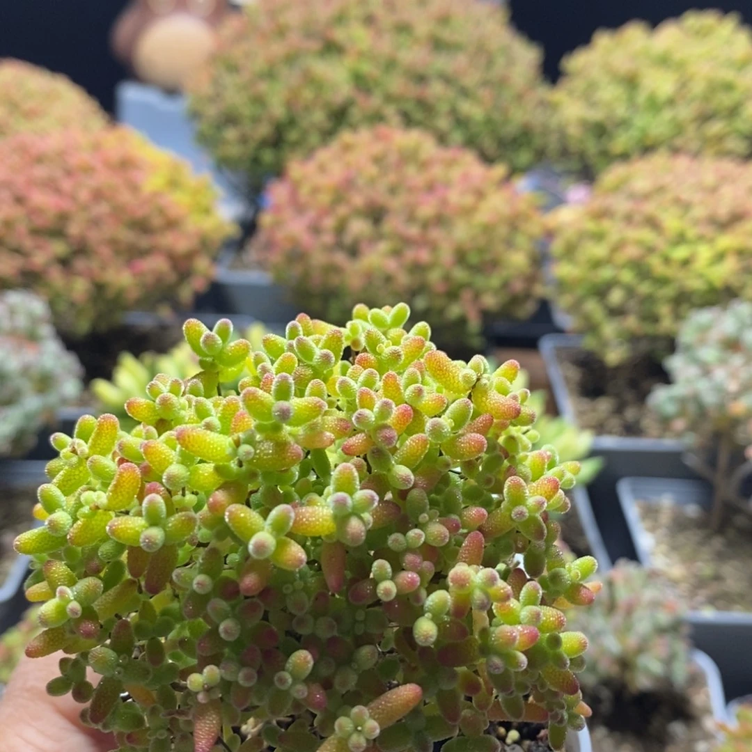 O***奶蜜橘糖球3069枝干番杏