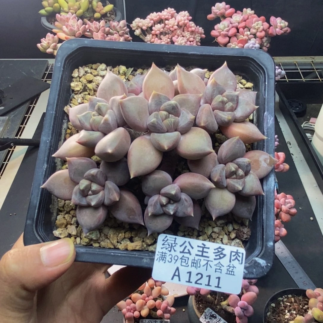 211黄金象牙多肉8x m