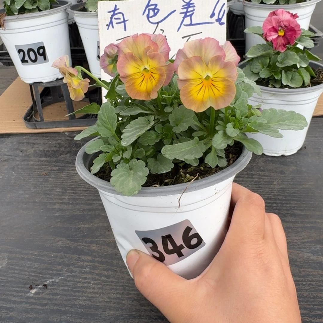 全部花朵346号彩虹女神