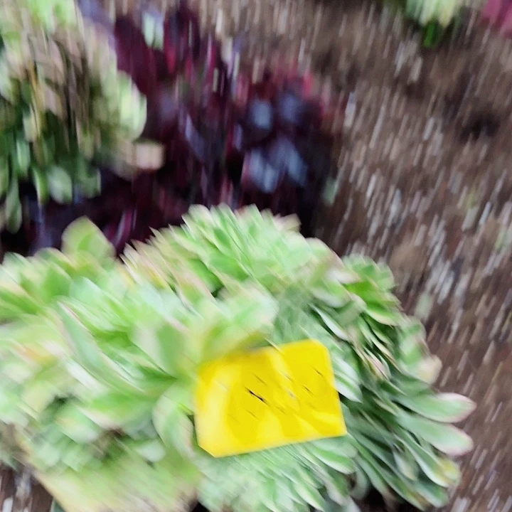 多肉植物福利1839