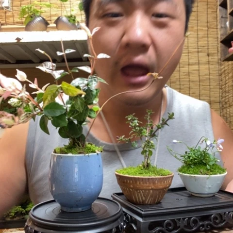 红陶一物一拍所见即所得86
