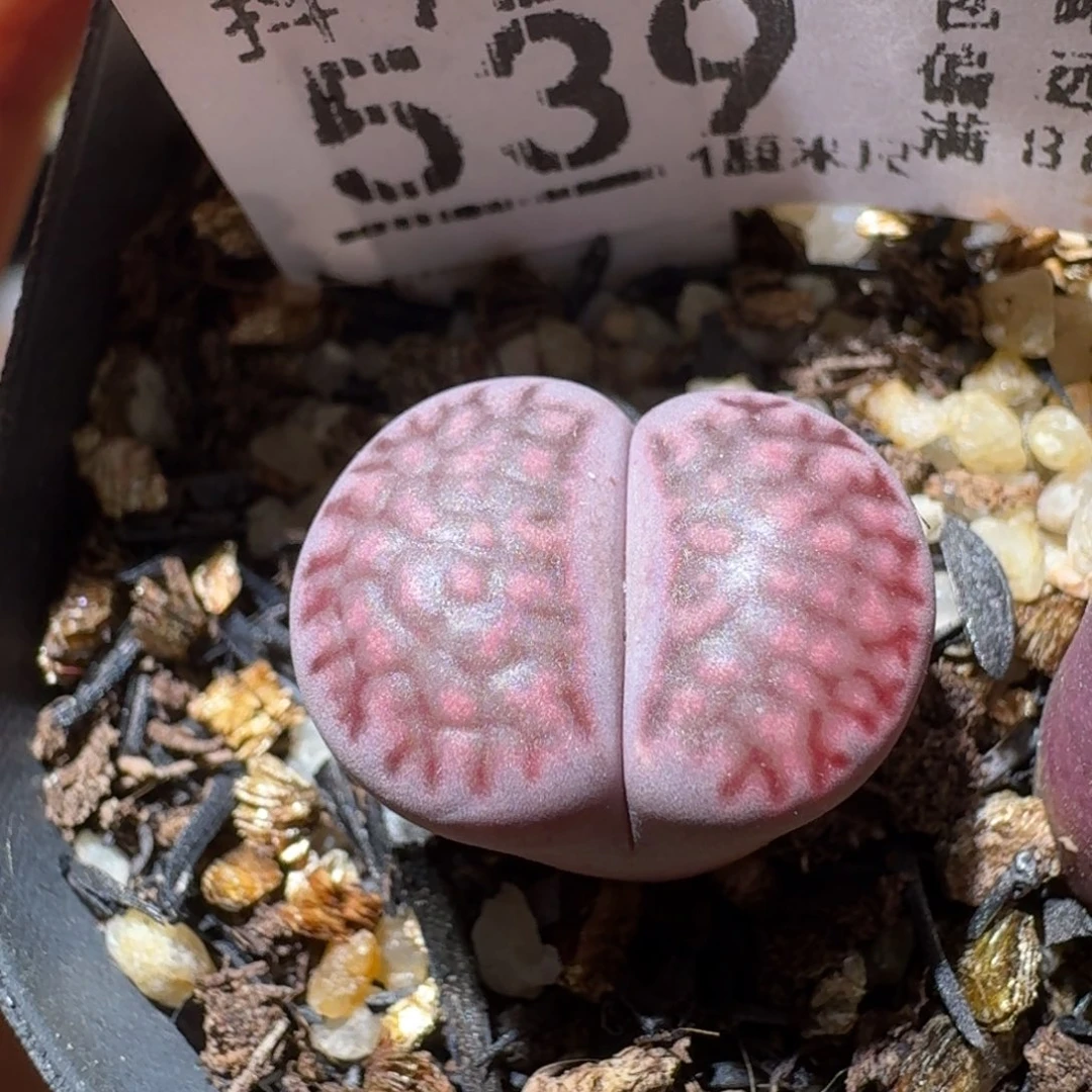 Sss生石花便宜卖了539