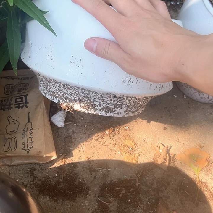 紫砂花盆花盆花盆花色跑得快