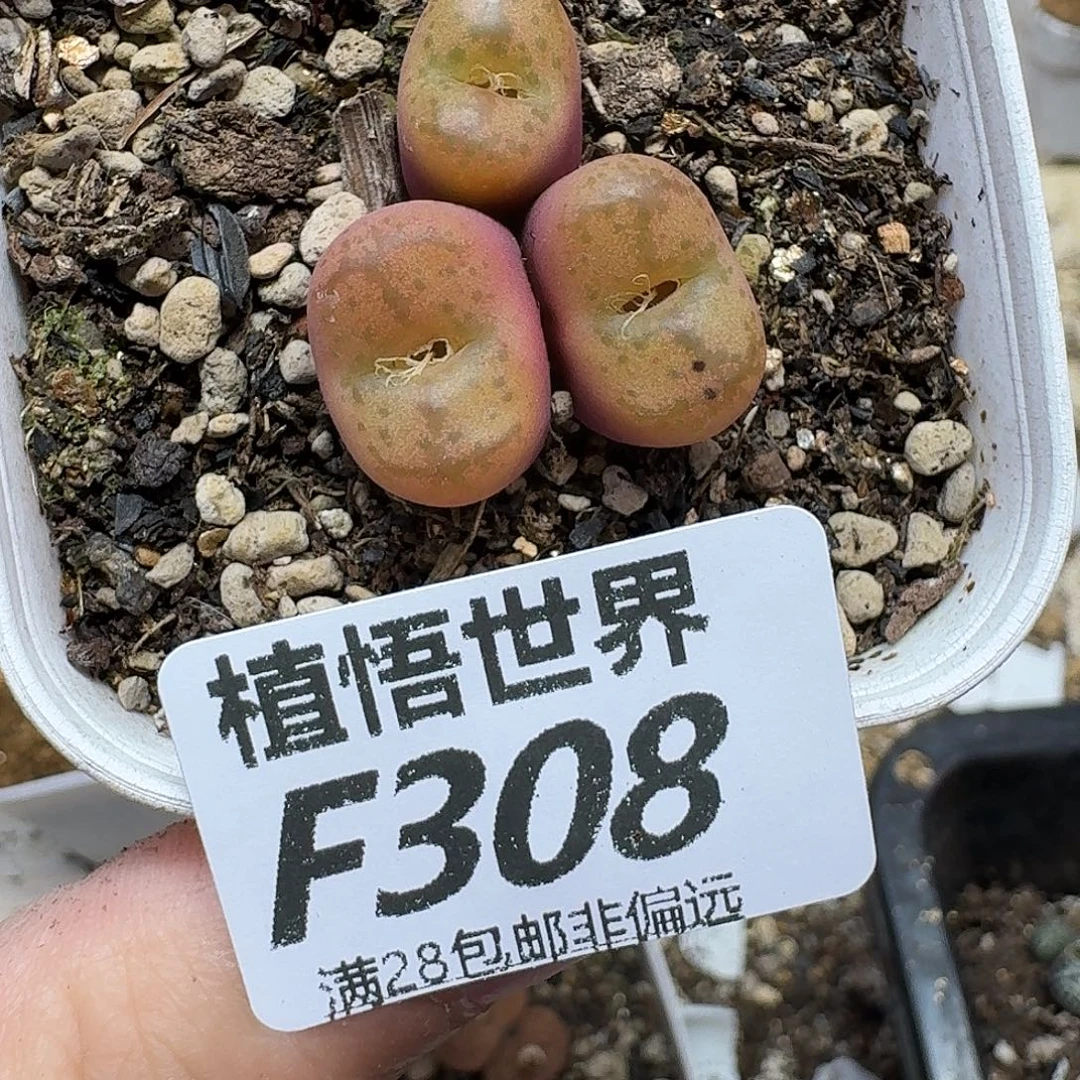 多肉植物的润泽fvb