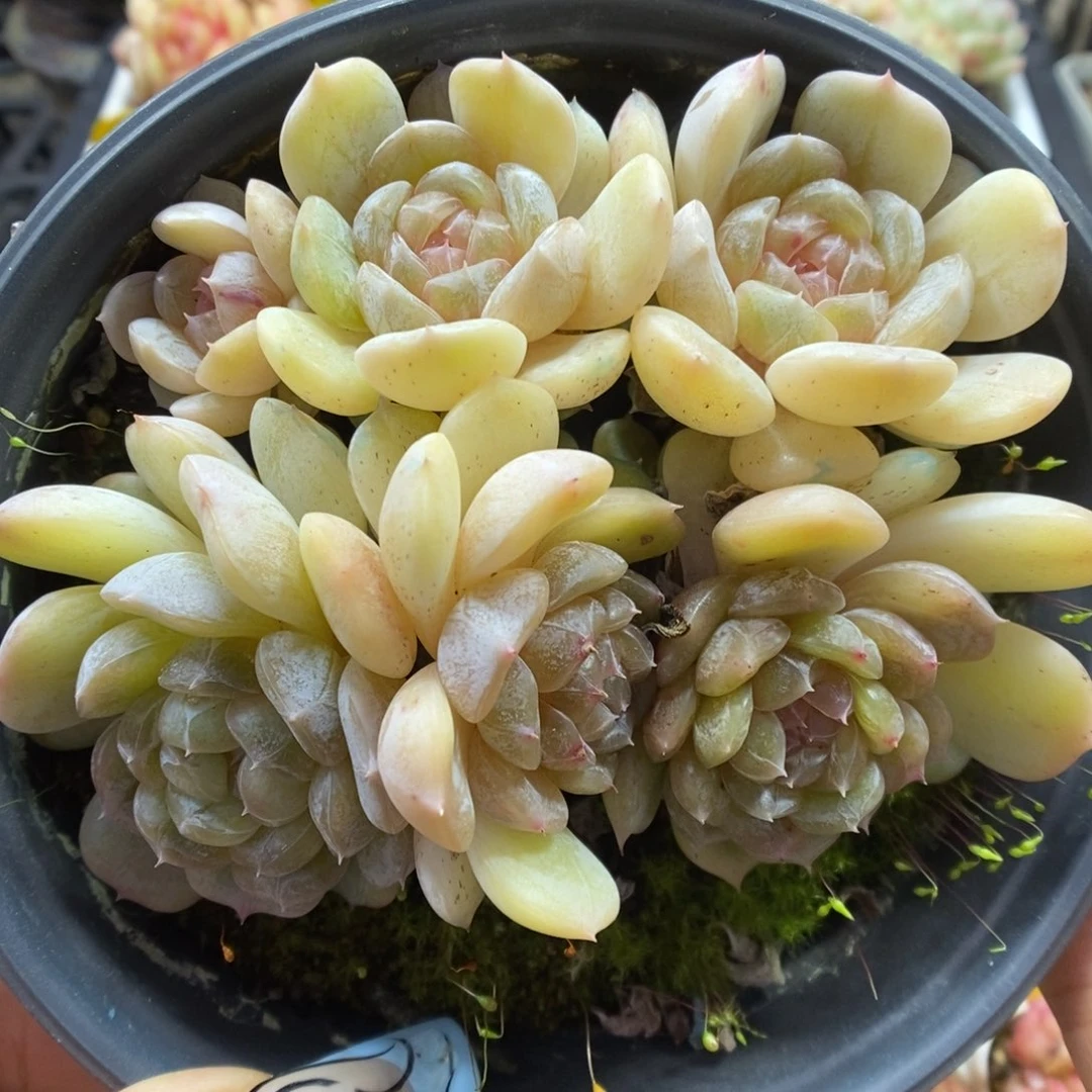 白色恋人群生453号