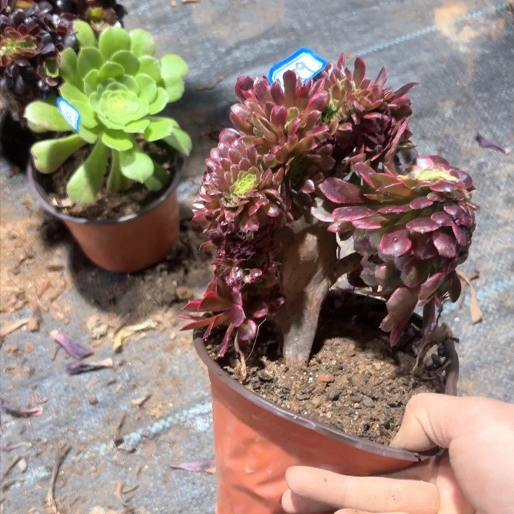 朝霞小缀1499法师多肉