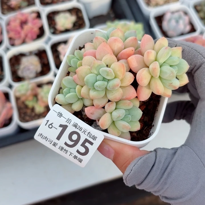 拉丝雨无盆土发货多肉多