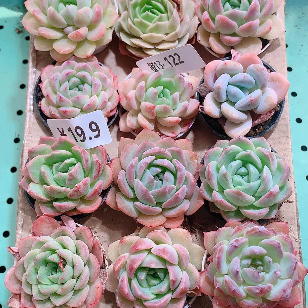 13-122一物一拍带盆18颗