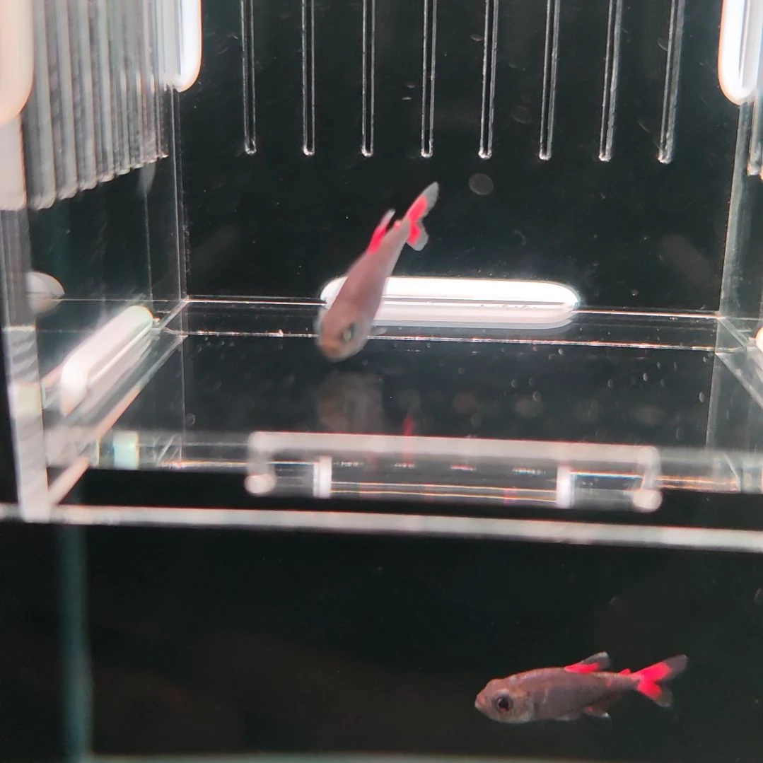 灯科鱼5红旗灰太狼（蒙眼）