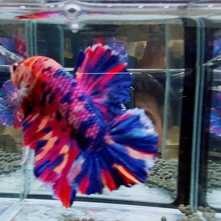 斗鱼黑121号巨斗将军