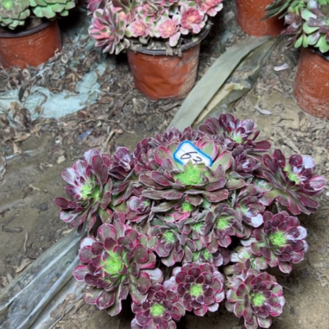 【闪购商品】安娜63