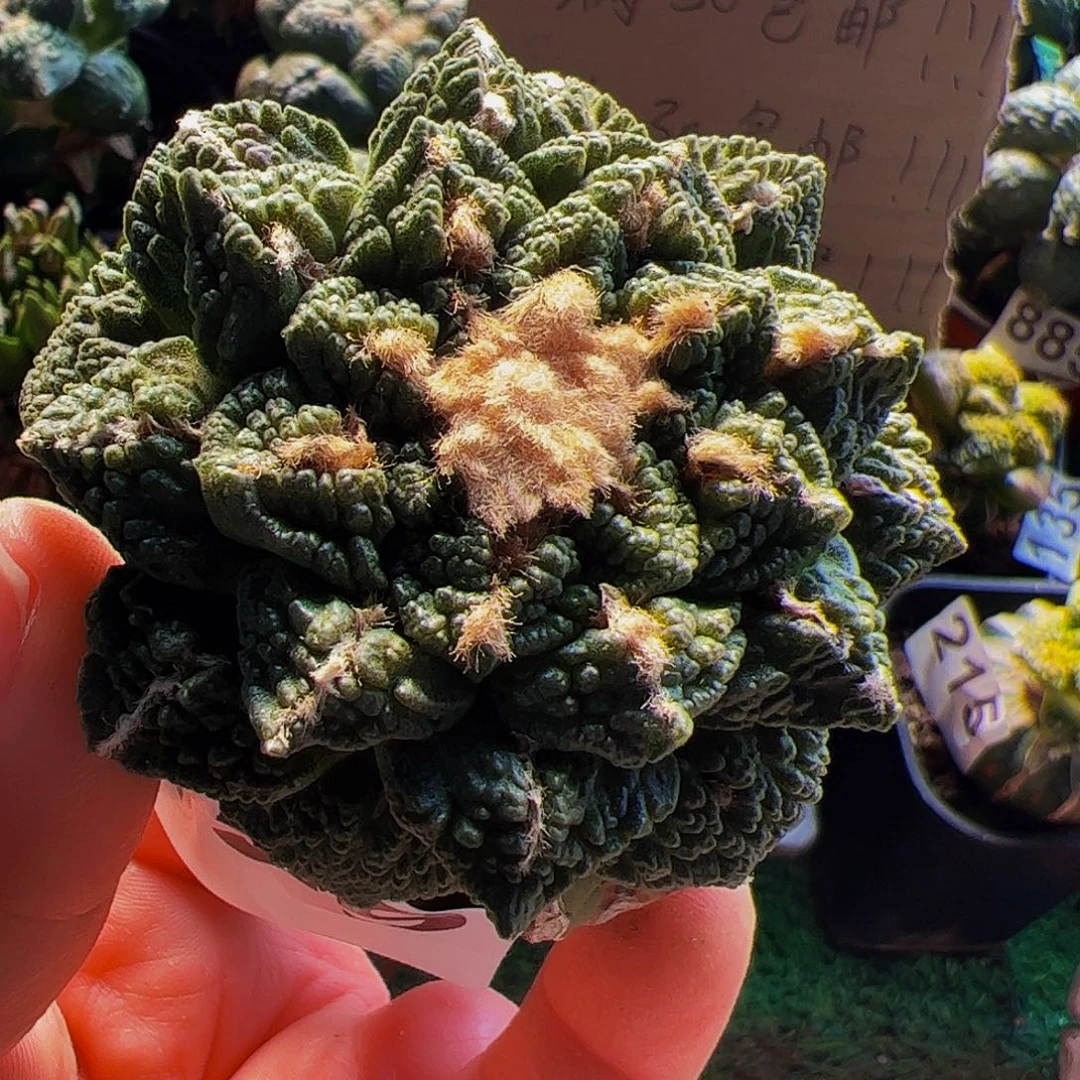 无花朵小尤龟甲牡丹球缺水159