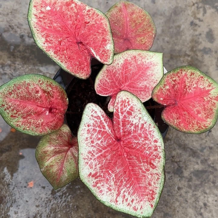 51-0221彩叶芋广东现货多肉