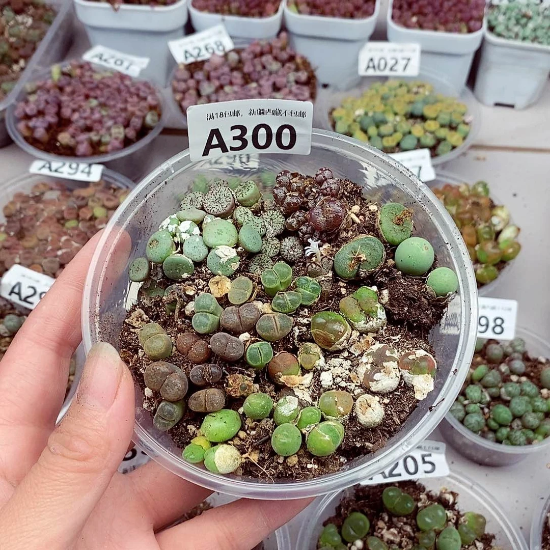 心*悟300快快乐乐健健康康顺