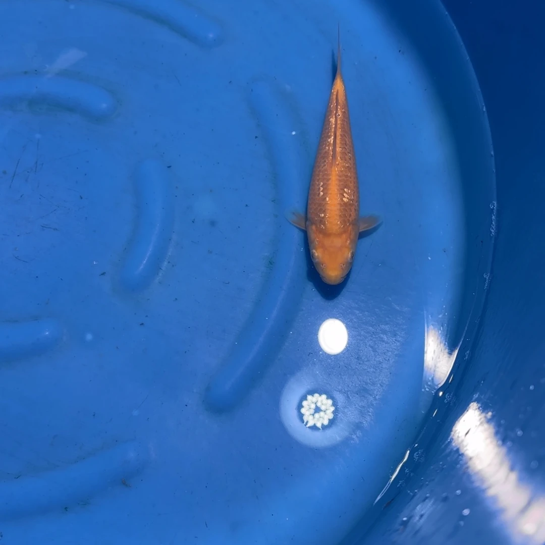 鲤科类公母搭配10-70不支持退换