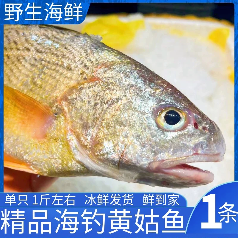 舟山黄姑鱼（黄婆鸡）本地海钓顺丰冷链