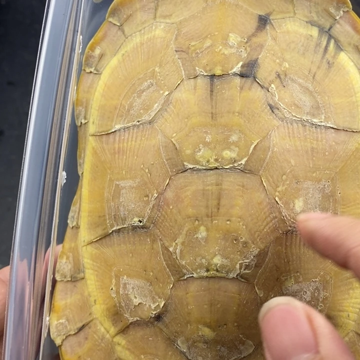 巴西彩龟母666666666