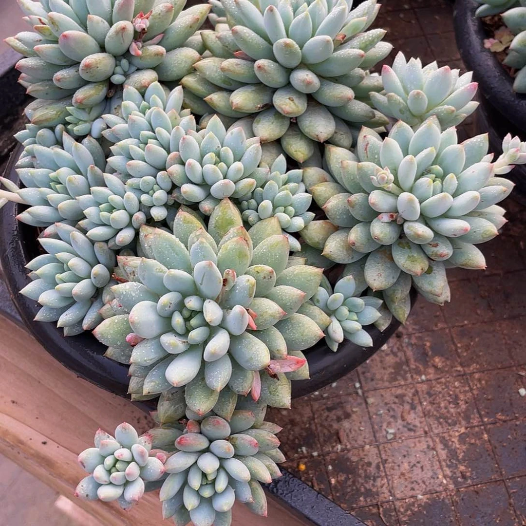 天**米明珠美人多肉植物群