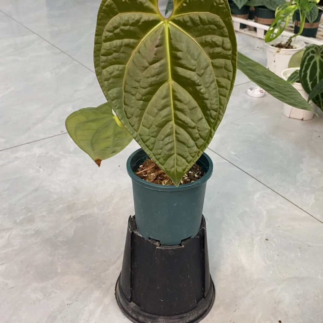 不开花植物43 帝王杂奢华