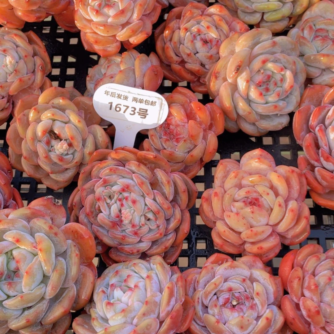 1673号福利韩橙单头三个