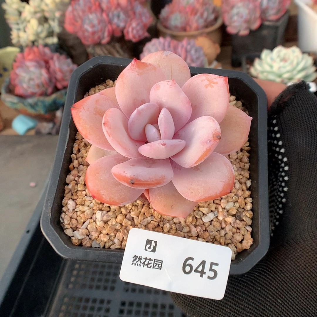 645奶茶多肉植物66666