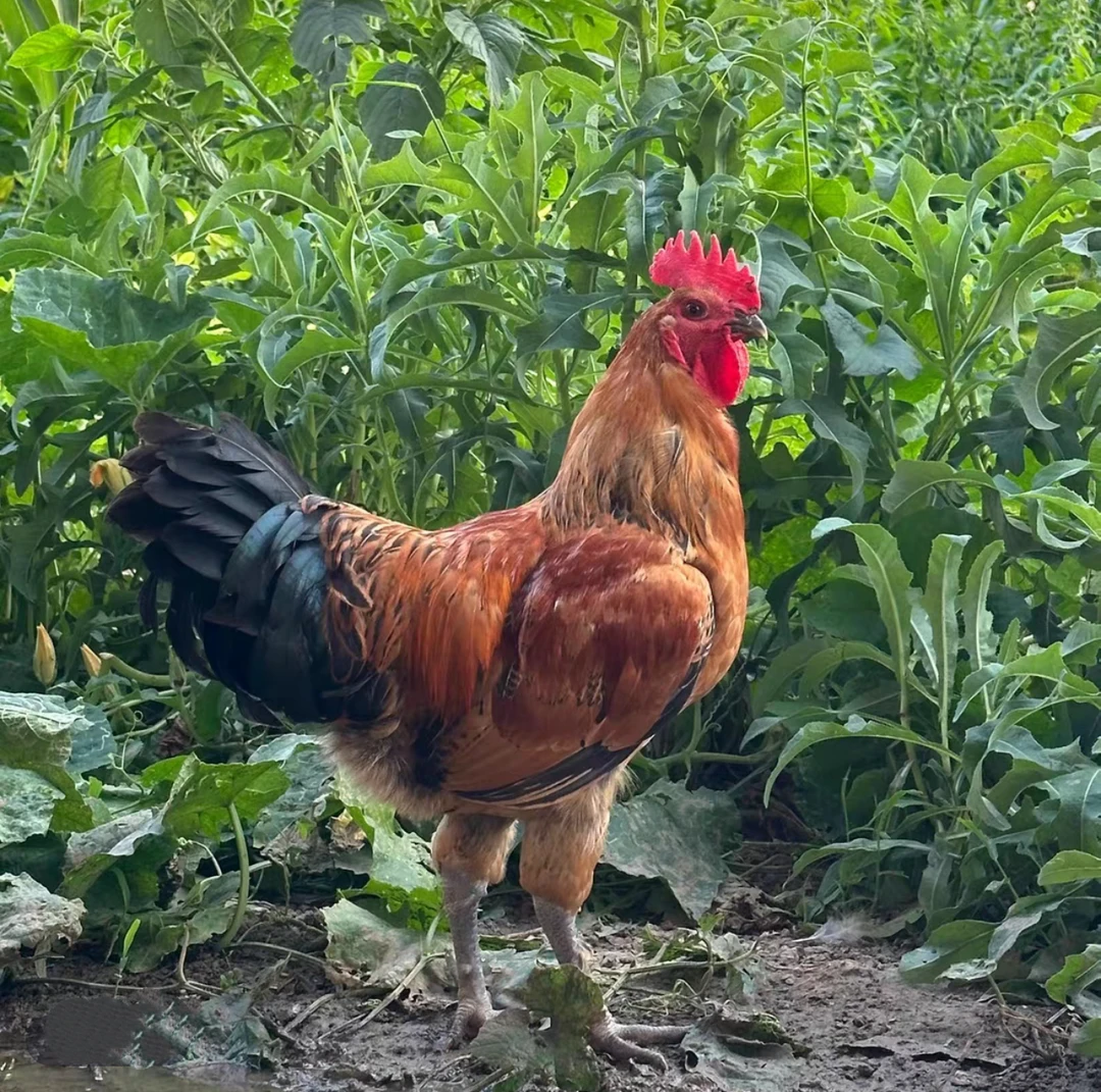 东北农村散养黄脚黄油大公鸡/只净重4.5斤~5斤