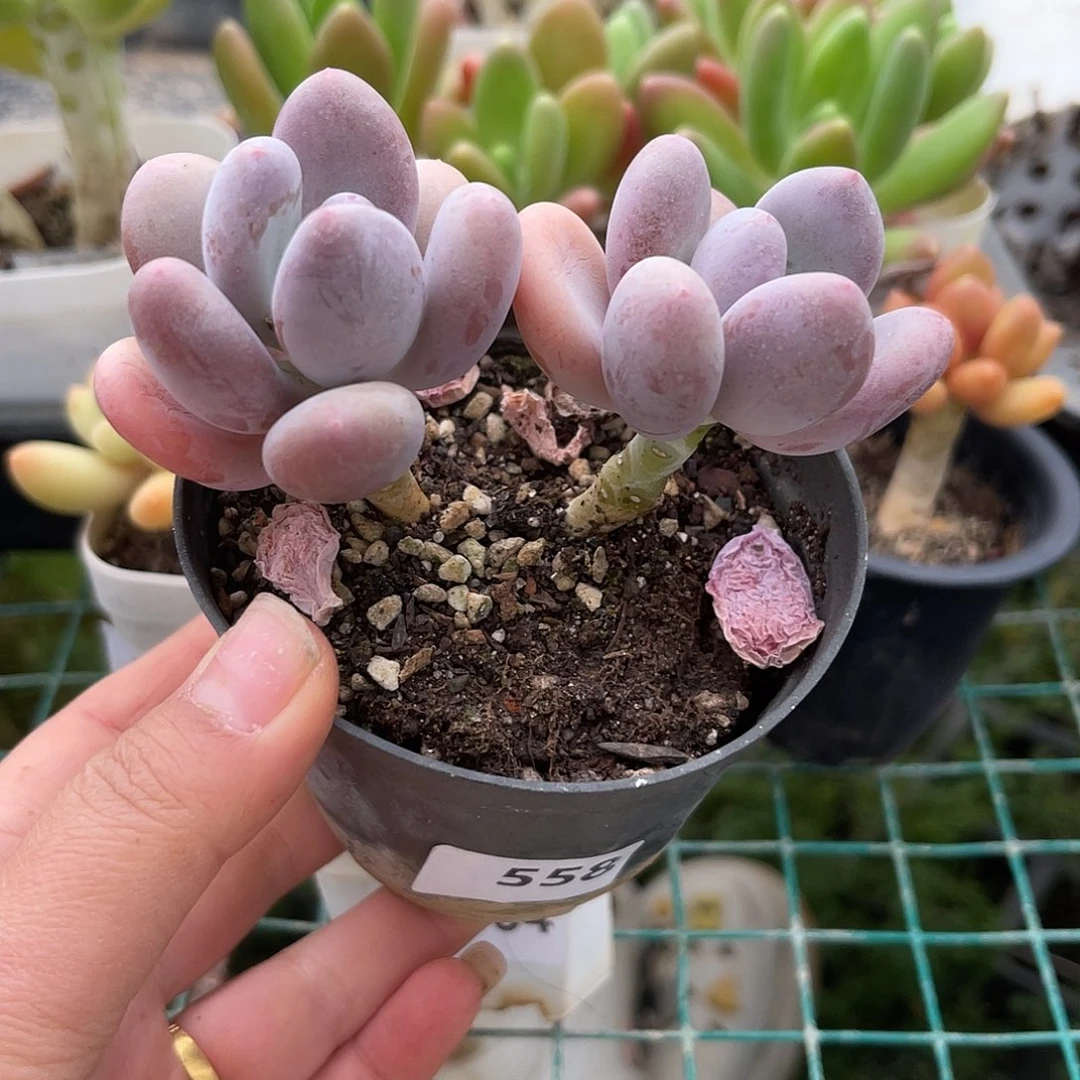 奶酪。 558。 11111111111