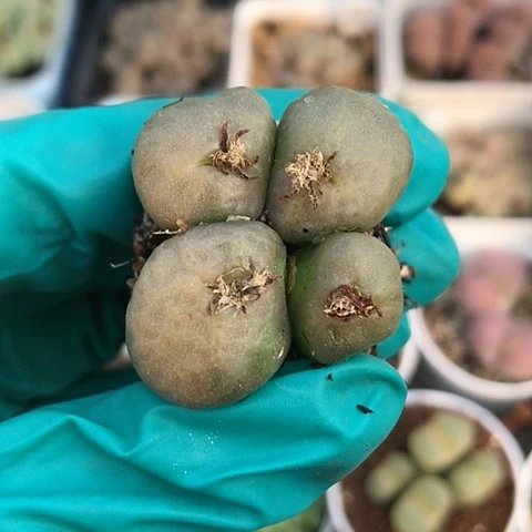 多肉肉锥 4头烧卖