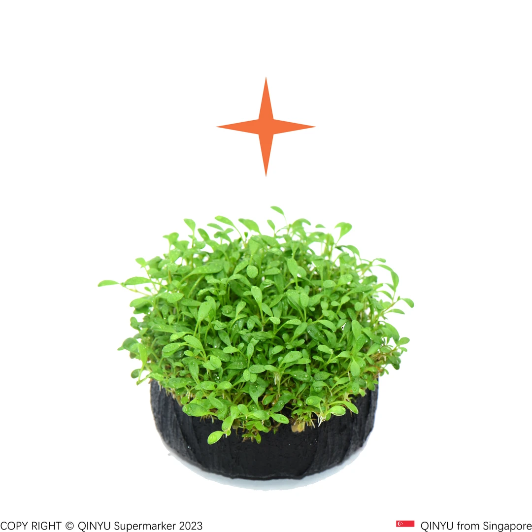 【直播福利】日本矮珍珠坨草 懒人水草 需光照无需底沙种植