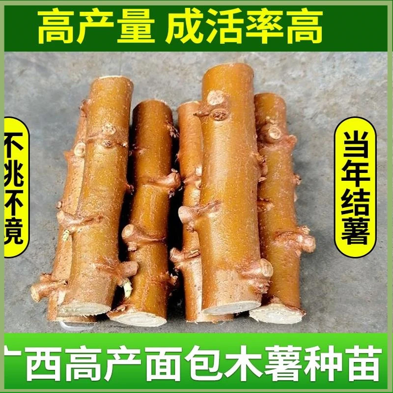 广西新鲜木薯种子正宗黄肉白肉木薯种苗黄心白心木薯根杆高产木薯