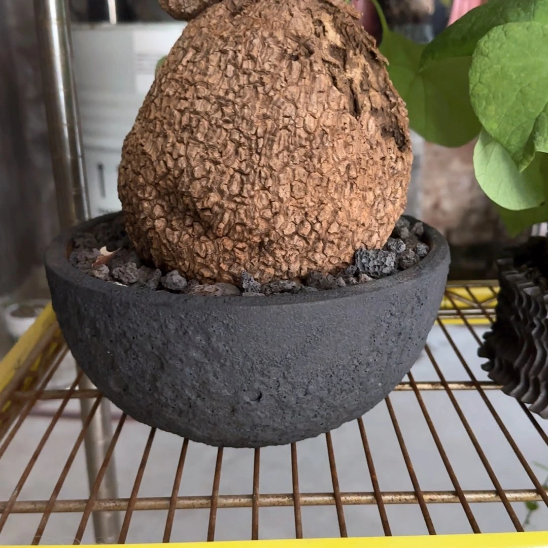 大龙甲龟一拍一物