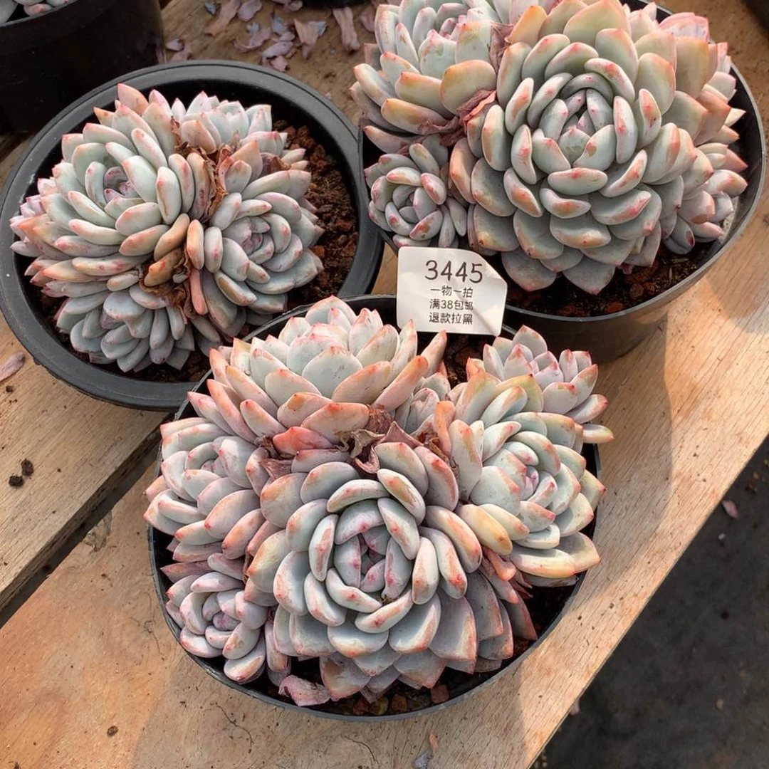 多头星影有砍三颗3445