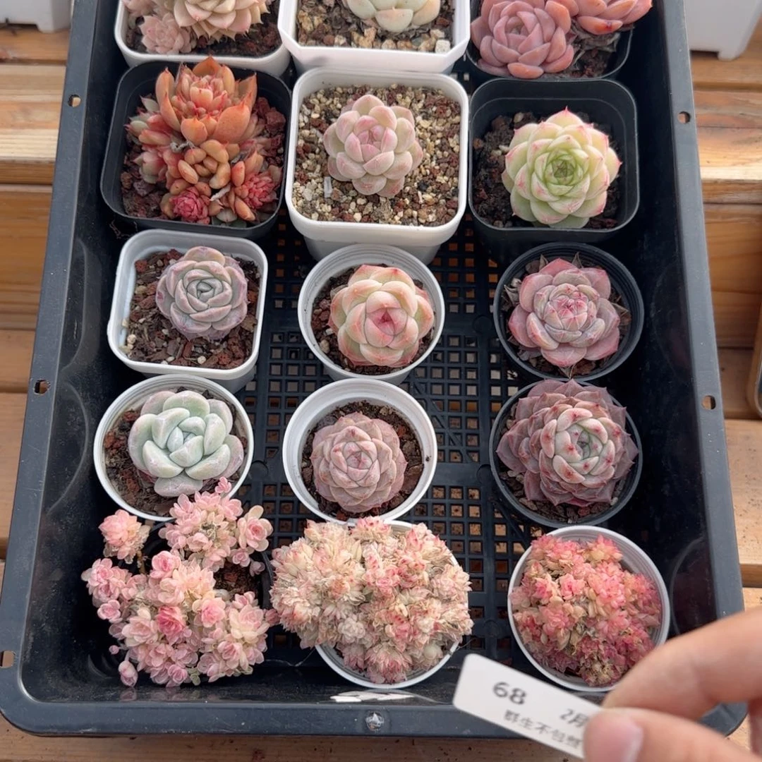 框拍框拍0223-68